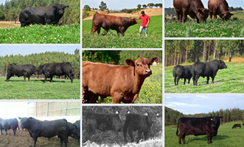 bois bovinos agriangus